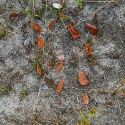 Osa Iwori