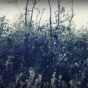 06 Black Arts, Black Mangroves