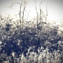 07 Black Arts, Black Mangroves v.2