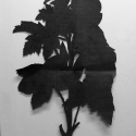 07 solanum gilo radd