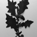 06 Untitled (okra)
