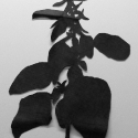 05 Amaranth v.1 (small)