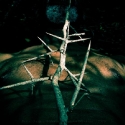 Untitled (thorns)