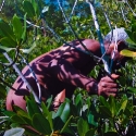 Mangrove, Mud, Mystery (series)