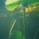 underwater-mn01