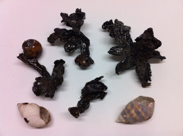 Various earthstar mushrooms